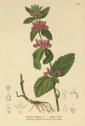 Betónica alpina (Stachys alpina)